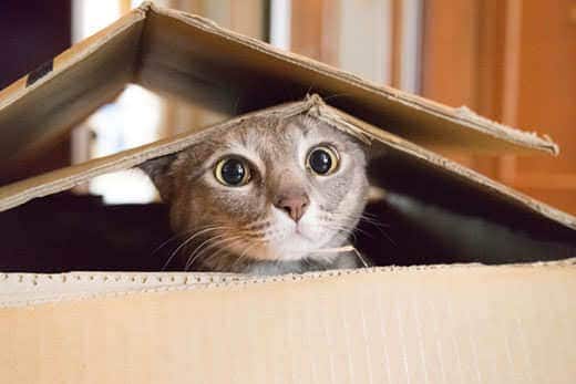 A cat playing hide and seek in a cardboard box 
