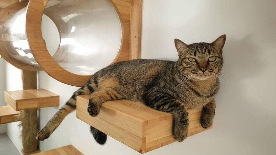 A young tabby cat restin