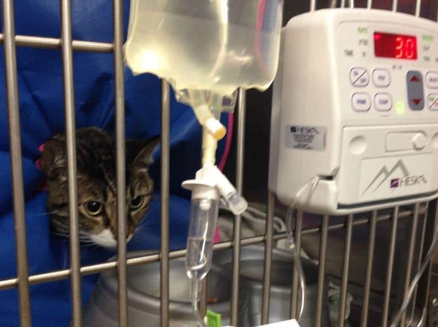 Cat in vet kennel being treated for fatty liver disease