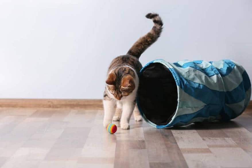 Cat pawing at a small ball outside a cat tunnel.